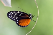 *(Lpidoptre - Nymphalidae - Heliconius hecale zuleika)
